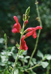 Salvia darcyi