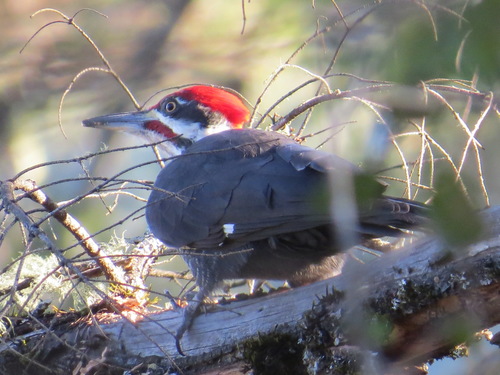 Pileated Woodpecker photographed in California