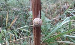 Cepaea hortensis