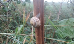 Cepaea hortensis
