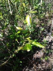 Myrsine cubana