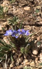 Gentiana squarrosa