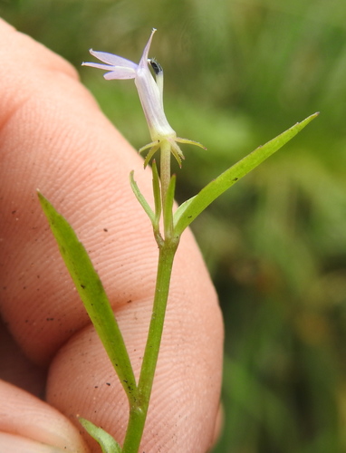 Image of Grammatotheca bergiana by (c) Matthew Fainman, some rights reserved (CC BY)