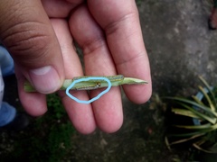 Evergestis rimosalis