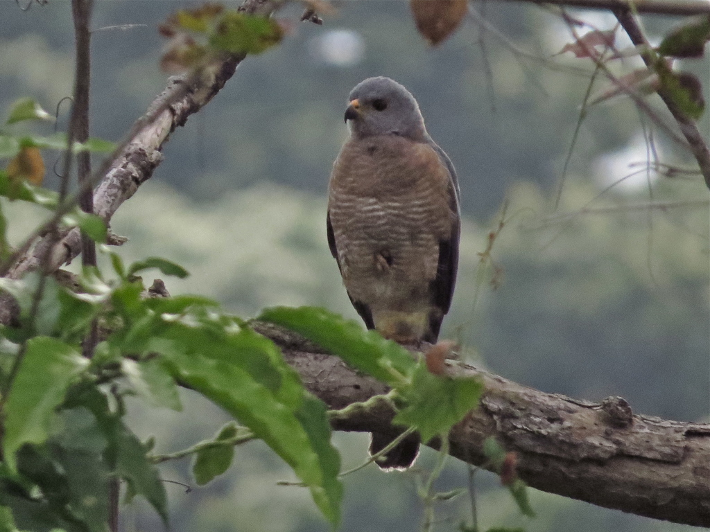 Variable Goshawk (Accipiter hiogaster) - Avian Discovery