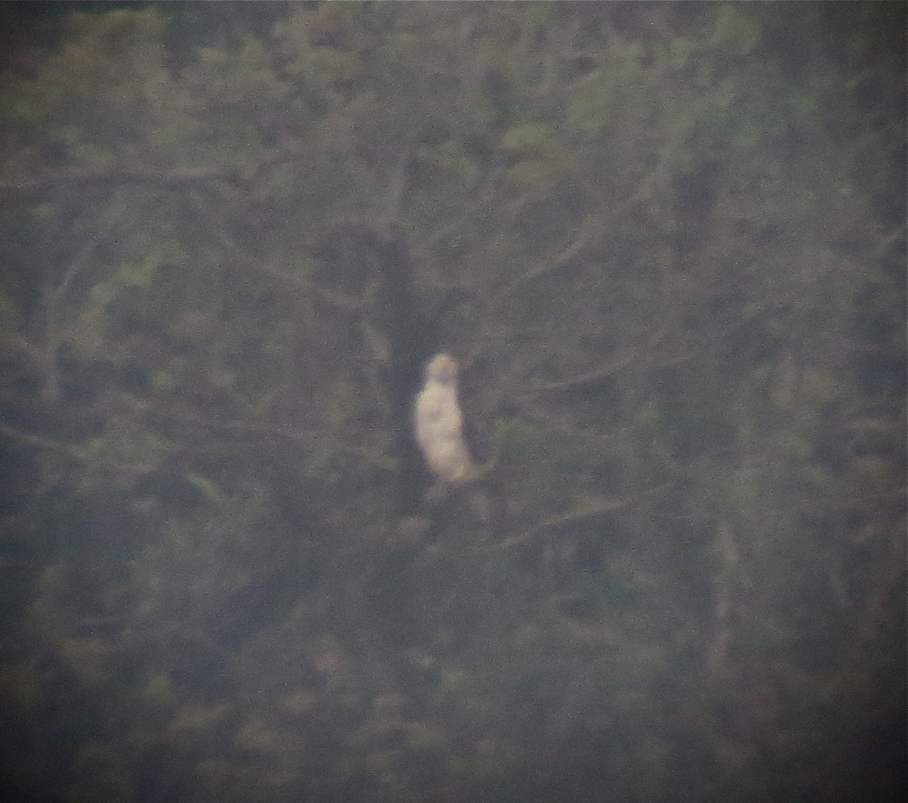 Flores Hawk-Eagle (Nisaetus floris), photo 2