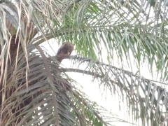 Milvus migrans parasitus