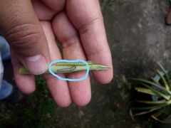 Evergestis rimosalis