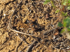 Ammophila campestris