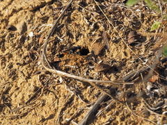 Ammophila campestris