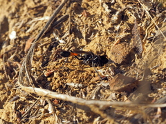 Ammophila campestris