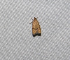 Psilocorsis quercicella