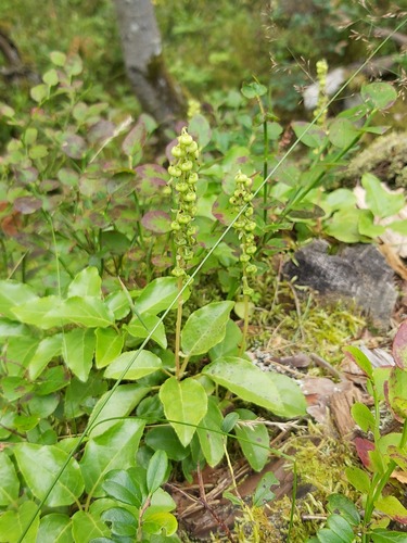 Vienašalė užgina nuotrauka