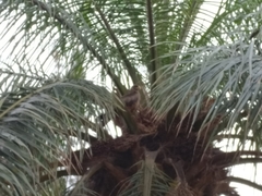 Milvus migrans parasitus