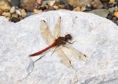 Sympetrum vulgatum