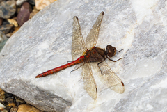 Sympetrum vulgatum