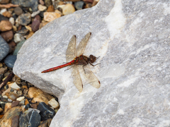 Sympetrum vulgatum