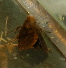 Acrolophus popeanella