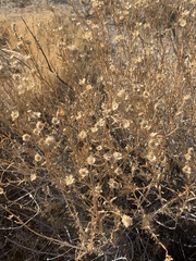 Acamptopappus sphaerocephalus