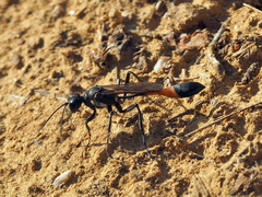 Ammophila campestris