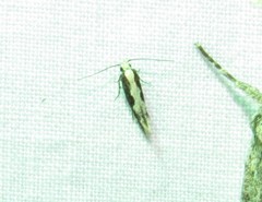 Agnippe prunifoliella