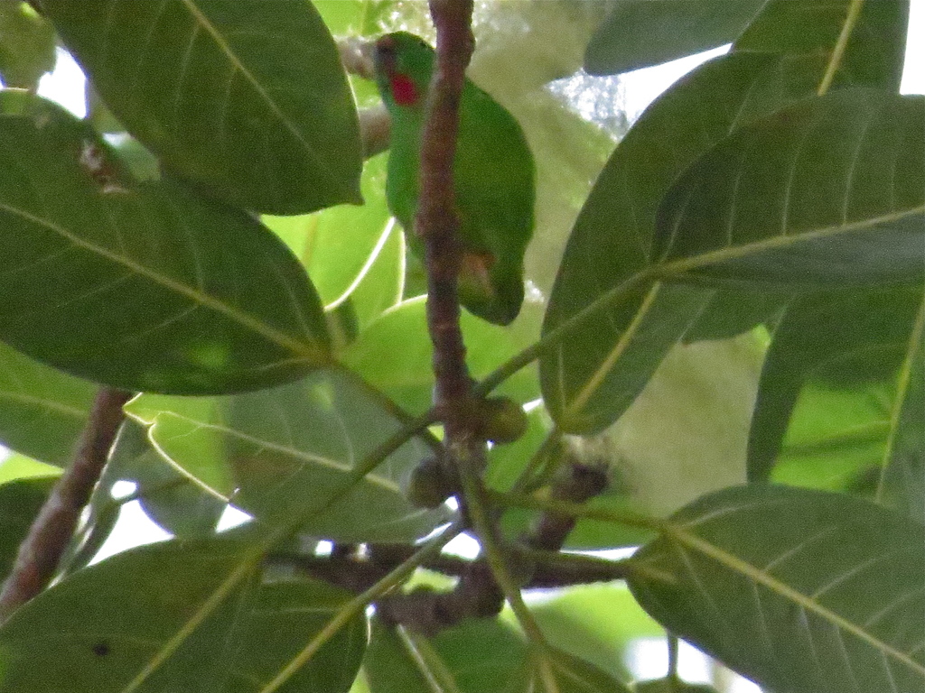 Wallace's Hanging Parrot