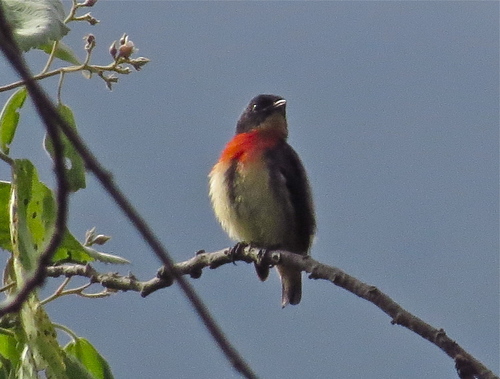 Flores Flowerpecker (Dicaeum rhodopygiale), photo 2