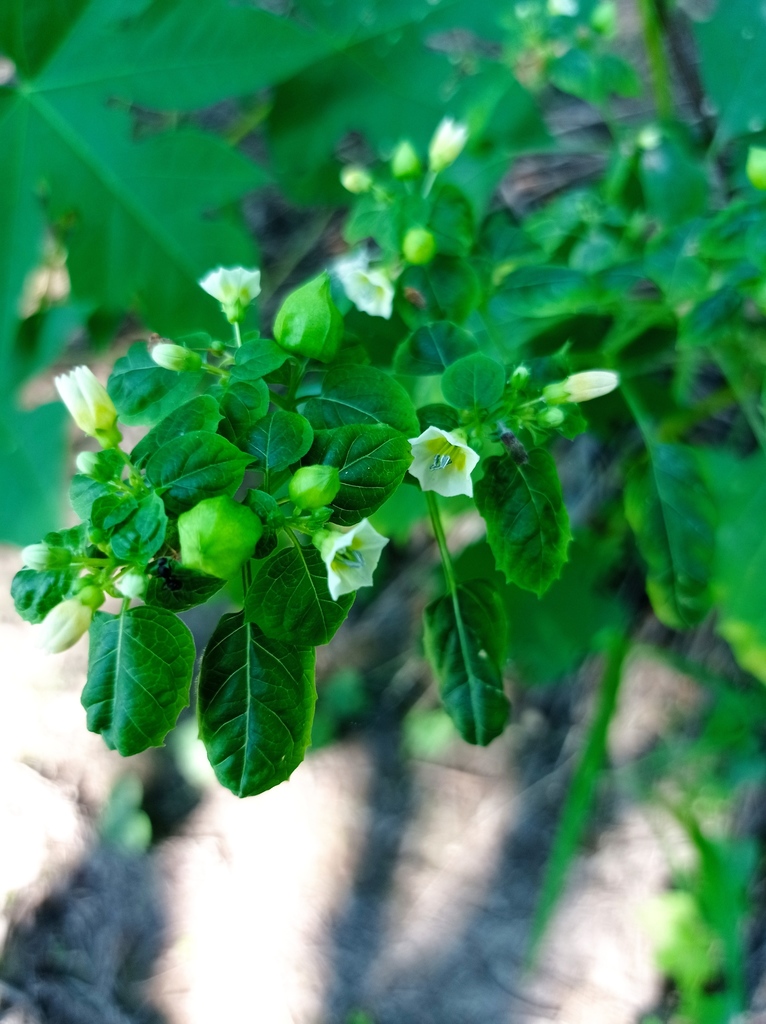 Tomatillo
