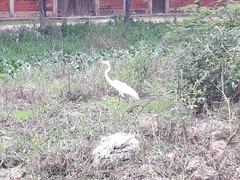Ardea alba