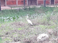Ardea alba