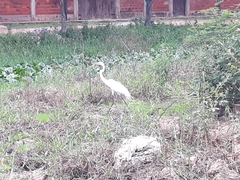 Ardea alba