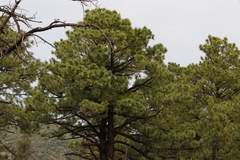 Pinus arizonica