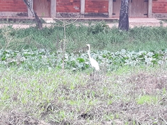 Ardea alba