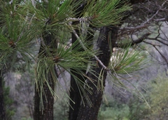 Pinus arizonica