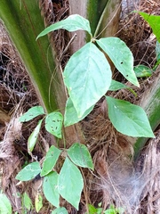 Cissus microcarpa