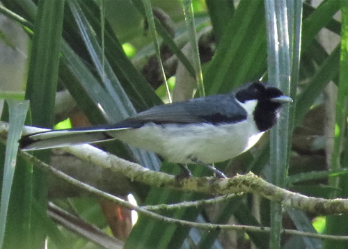 Flores Monarch (Symposiachrus sacerdotum), photo 8
