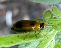 Phyllobrotica quadrimaculata