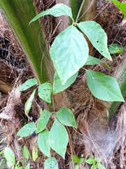 Cissus microcarpa