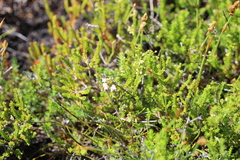 Erica capillaris