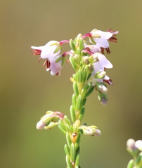 Erica capillaris