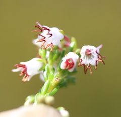 Erica capillaris