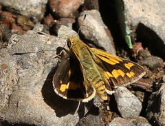 Potanthus pseudomaesa