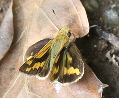 Potanthus pseudomaesa