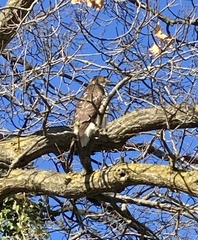 Accipiter cooperii