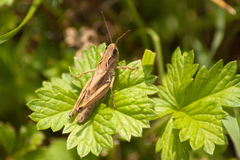 Chorthippus fallax fallax