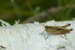 Chorthippus fallax fallax