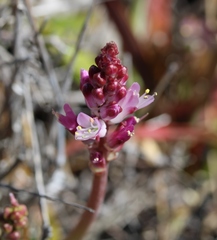 Lachenalia salteri