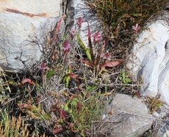 Lachenalia salteri