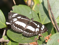 Neptis jumbah nalanda