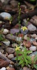 Linum neomexicanum